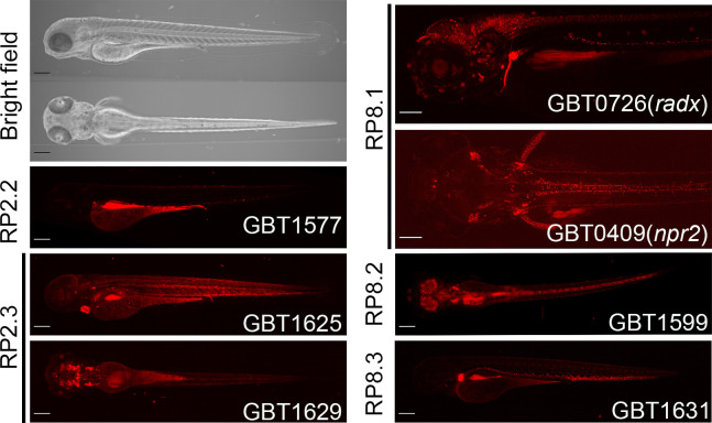 Figure 1—figure supplement 1.