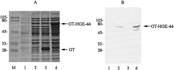 FIG. 5
