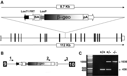 Figure 1.