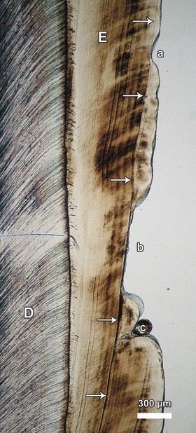 Fig. 10