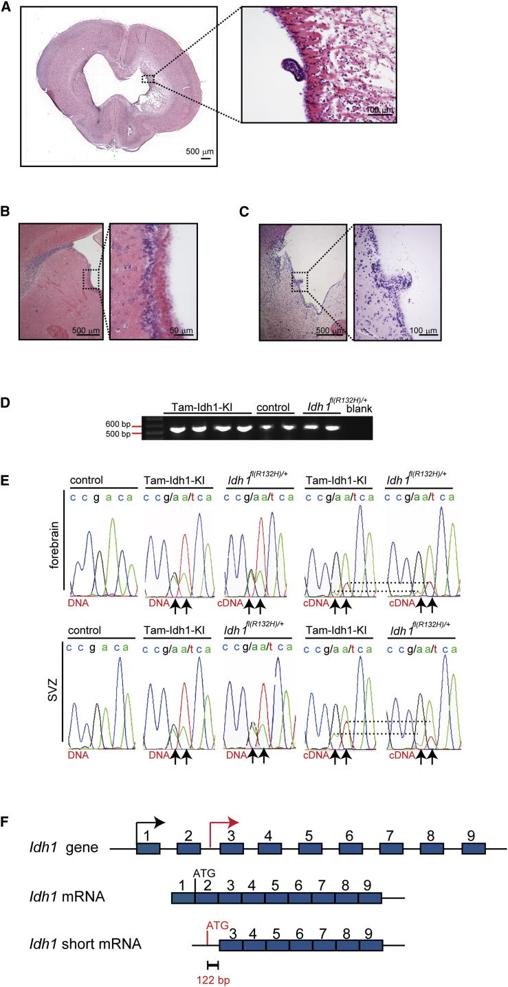 Figure 7