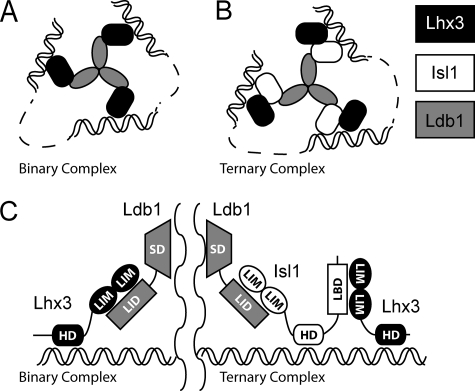 FIGURE 1.