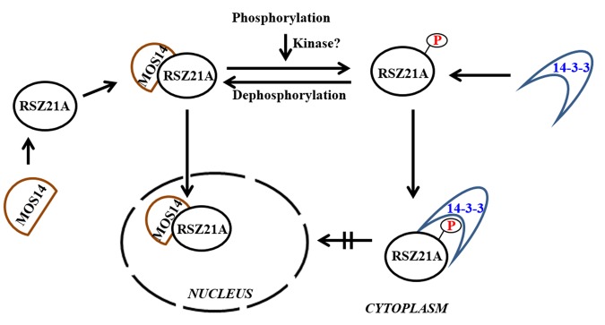 Fig 11