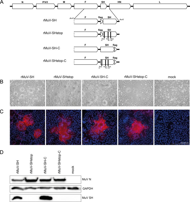 FIG 1