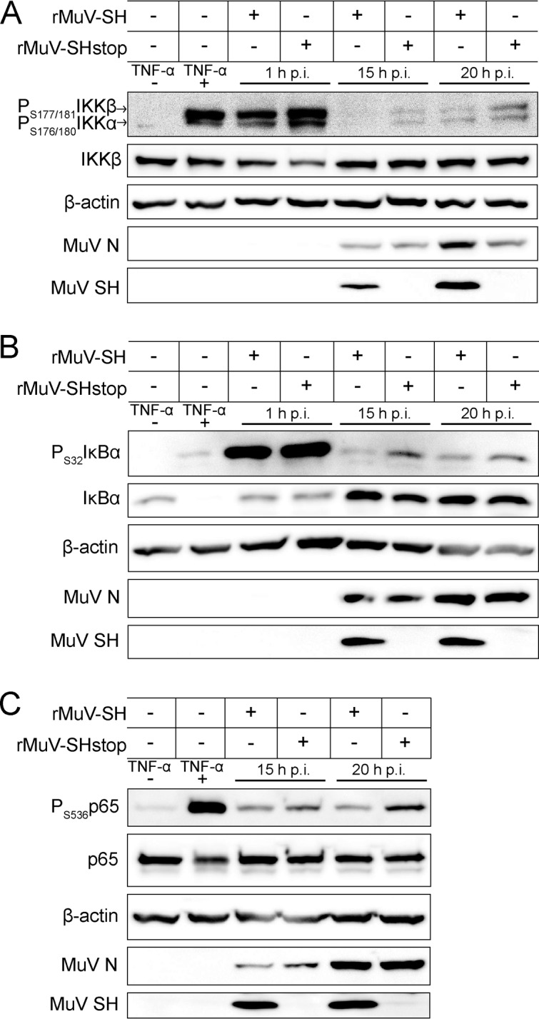 FIG 3