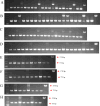 Figure 2—figure supplement 1.