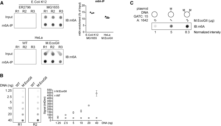 Figure 2