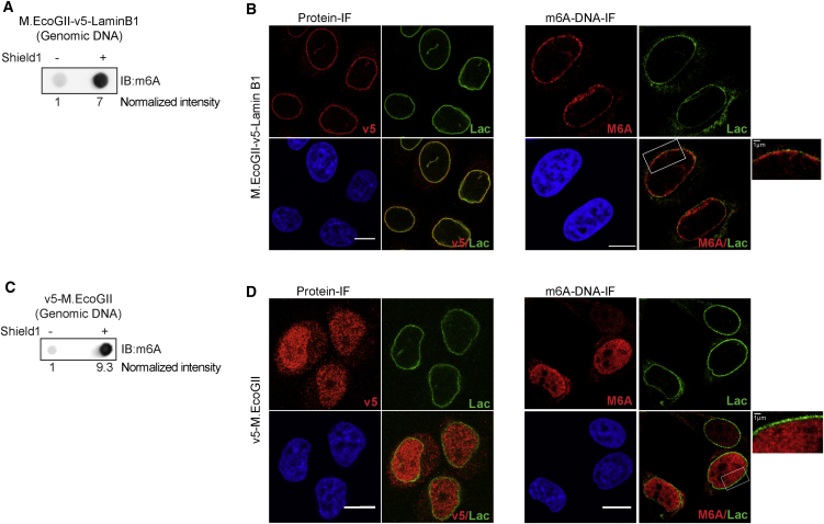 Figure 4