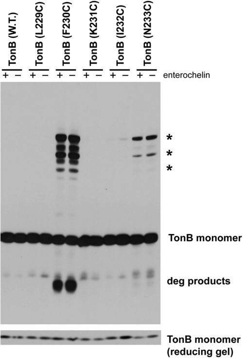 FIG 1 