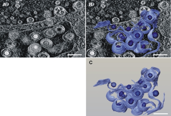 Fig. 7.