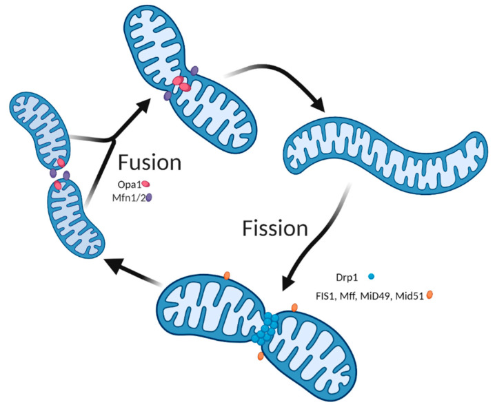 Mitochondrial Dynamics and Mitophagy in Skeletal Muscle Health and ...