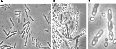 FIG. 5.