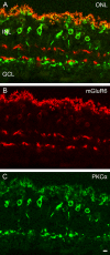 Fig 10