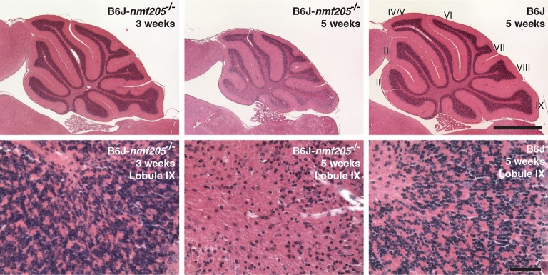 Figure 1—figure supplement 1.