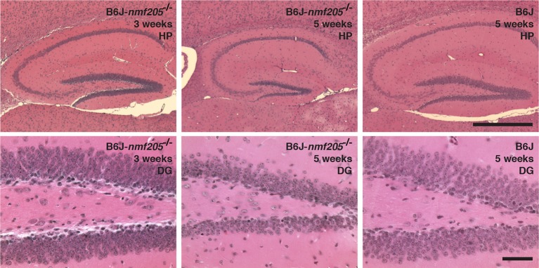 Figure 1—figure supplement 2.