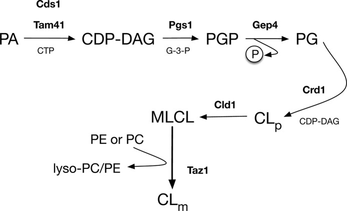 FIGURE 1.