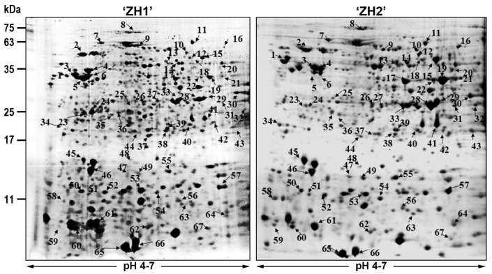 Figure 2