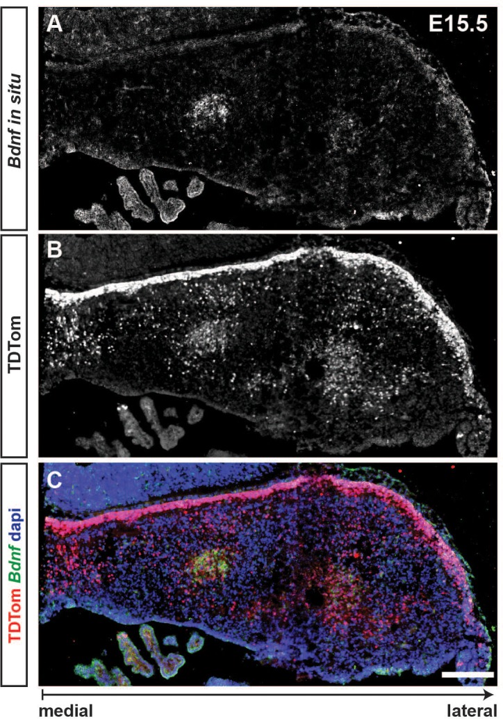 Figure 9—figure supplement 1.