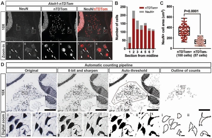 Figure 6—figure supplement 1.