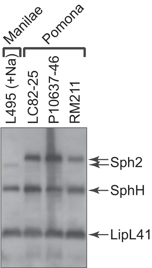 FIG 1