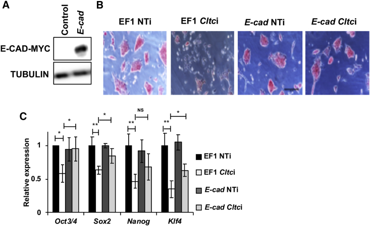 Figure 5