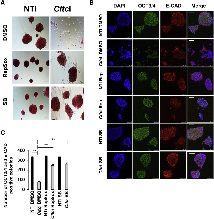 Figure 4