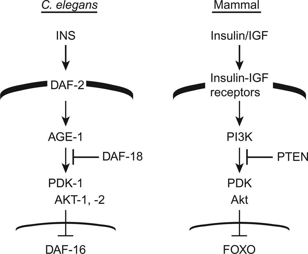 Figure 3.3