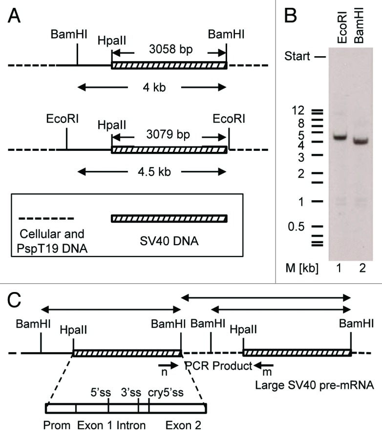 graphic file with name rna-10-1689-g5.jpg