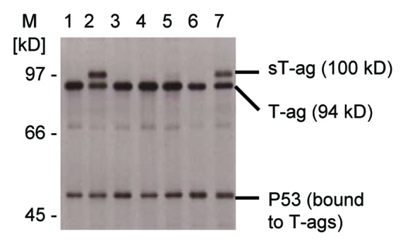 graphic file with name rna-10-1689-g1.jpg