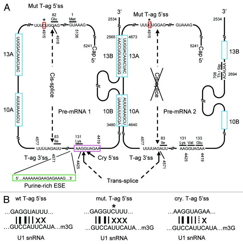 graphic file with name rna-10-1689-g6.jpg