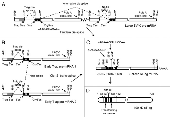 graphic file with name rna-10-1689-g4.jpg