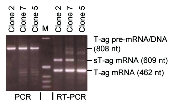 graphic file with name rna-10-1689-g3.jpg