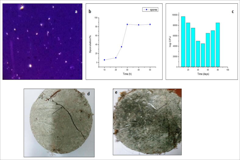 Fig. 8