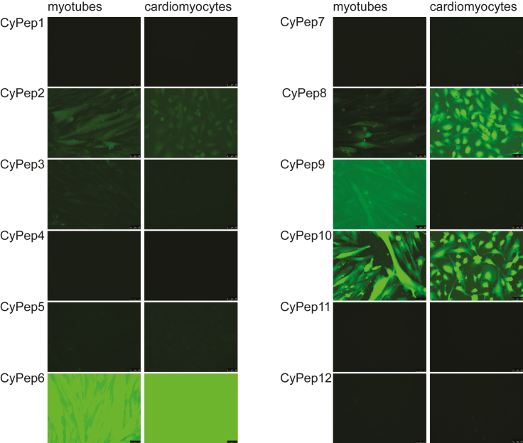 Figure 2