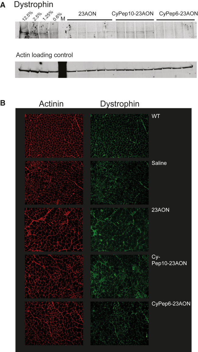 Figure 6