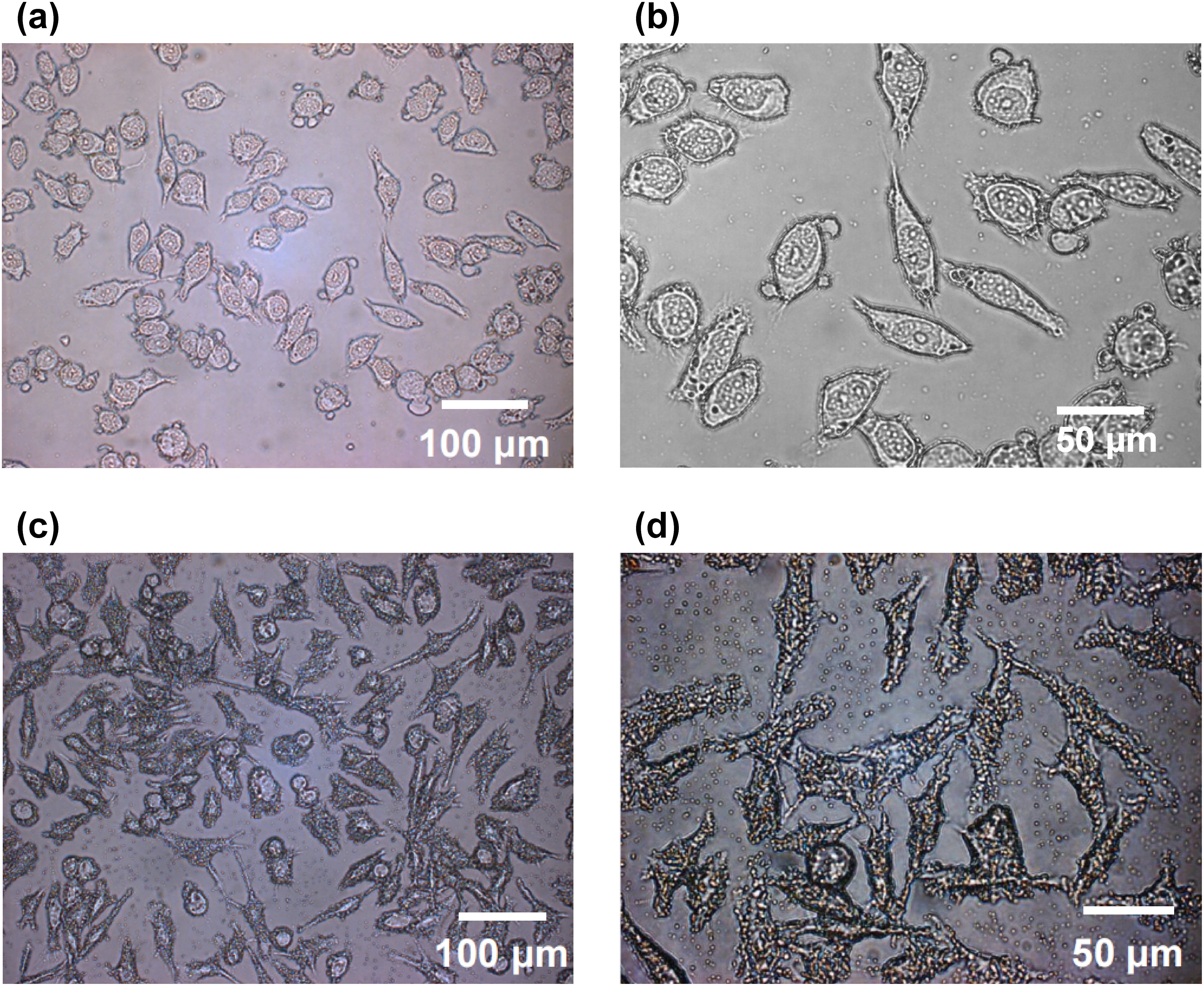 Fig. 4. (a) Bright-field image and (b) magnified image obtained from PC-3 cells washed by ammonium acetate. (c) Bright-field image and (d) magnified image obtained from PC-3 cells washed by D-PBS.