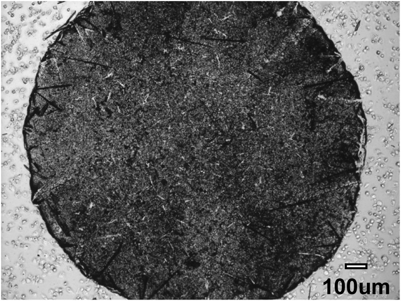 Fig. 5. A typical bright-field image obtained from the sample after the zeolite matrix was dropped on the cells.