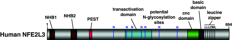 Fig. 1