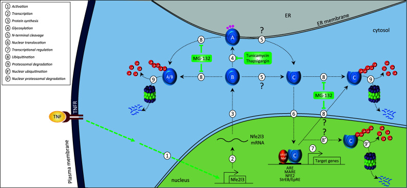 Fig. 4