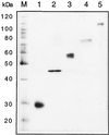 FIG. 8