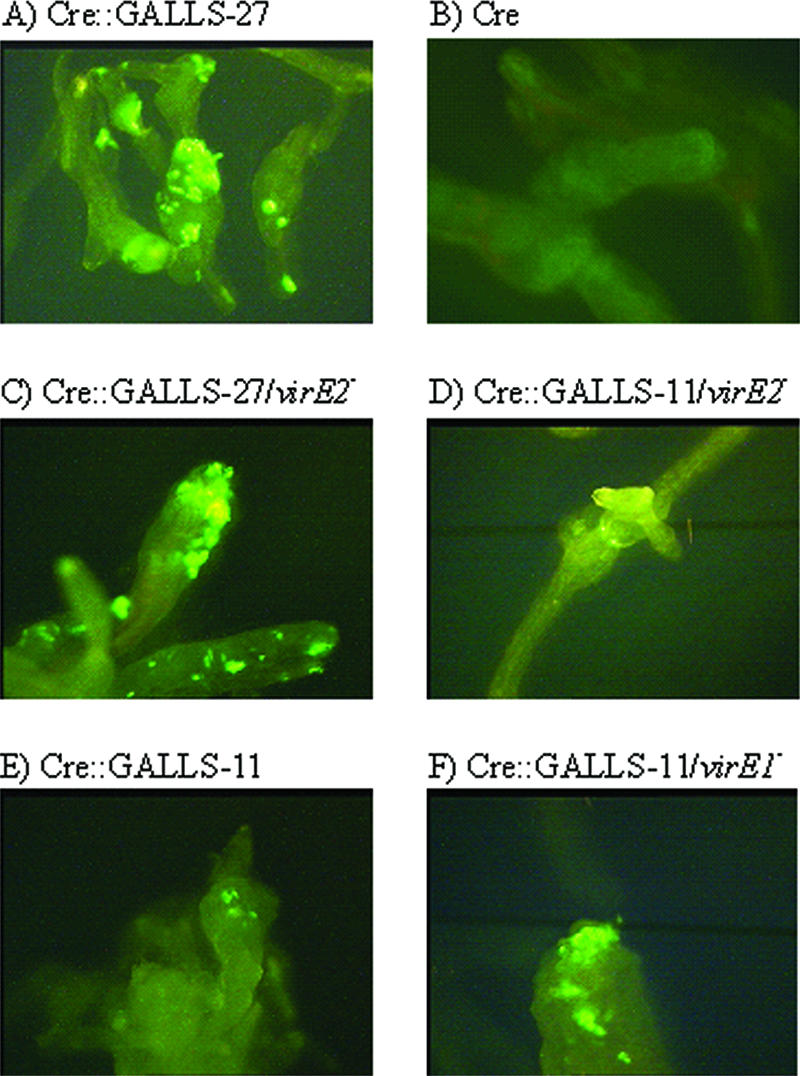 FIG. 4.