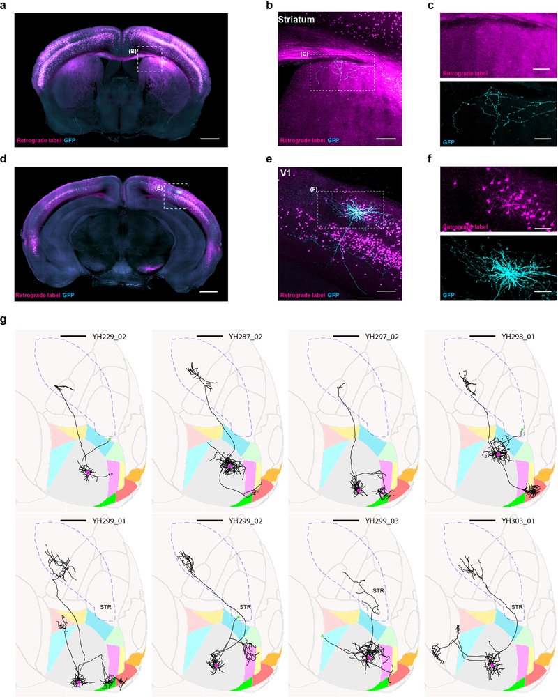 Extended Data Figure 1: