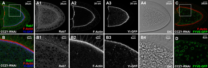 Fig 6