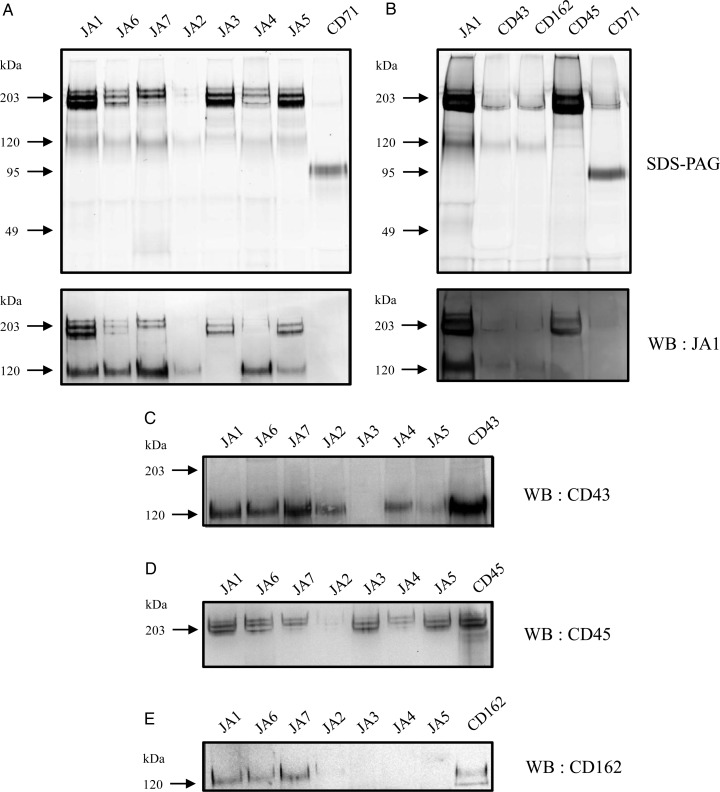 Fig. 3.