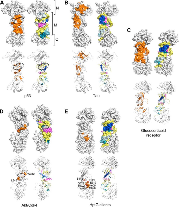 FIGURE 10.