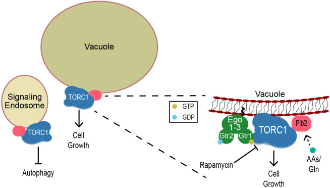 Fig. 7.