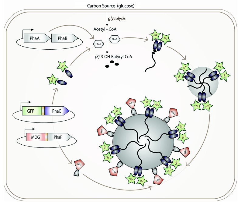 Figure 1. 