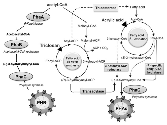 Figure 2. 