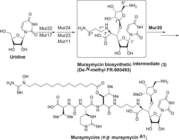 Figure 2.