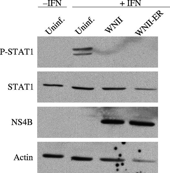 FIG. 8.